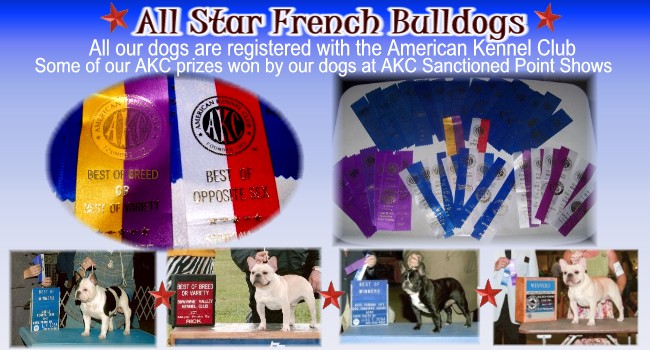French Bulldog AKC Show Photo Ribbons