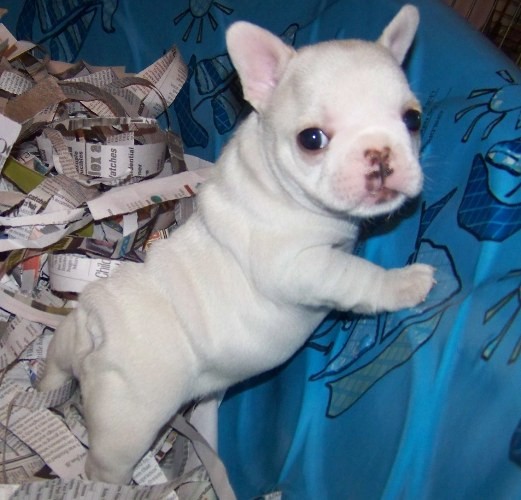 3 week old french bulldog