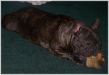 French Bulldogs - AKC French Bulldogs
