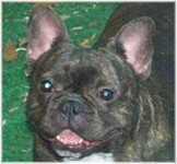 French Bulldogs - AKC French Bulldogs