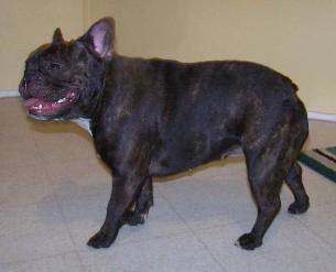 French Bulldogs - AKC French Bulldogs