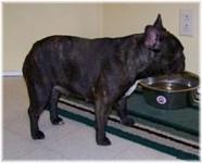French Bulldogs - AKC French Bulldogs