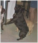 French Bulldogs - AKC French Bulldogs