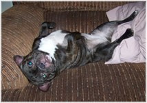 French Bulldogs - AKC French Bulldogs