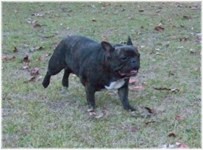 French Bulldogs - AKC French Bulldogs