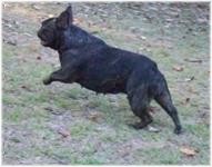 French Bulldogs - AKC French Bulldogs
