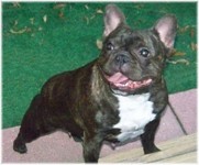 French Bulldogs - AKC French Bulldogs