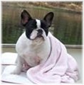 French Bulldogs - AKC French Bulldogs