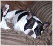 French Bulldogs - AKC French Bulldogs