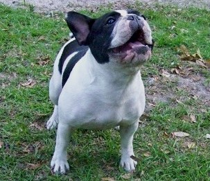 French Bulldogs - AKC French Bulldogs
