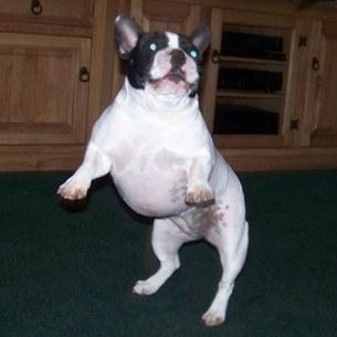 French Bulldogs - AKC French Bulldogs