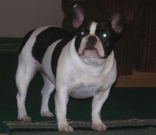 French Bulldogs - AKC French Bulldogs