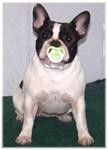 French Bulldogs - AKC French Bulldogs