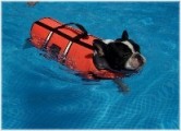 French Bulldogs - AKC French Bulldogs