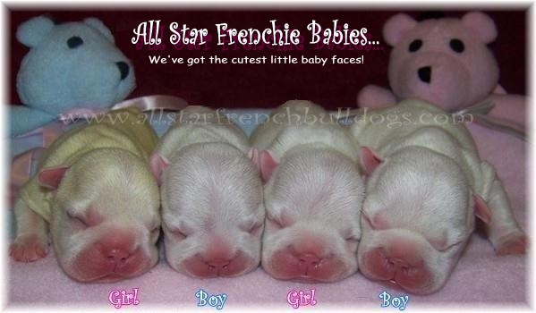 French Bulldog Puppies - French Bulldog Breeders - All Star French Bulldogs - AKC French Bulldogs