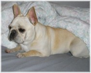 French Bulldogs - AKC French Bulldogs