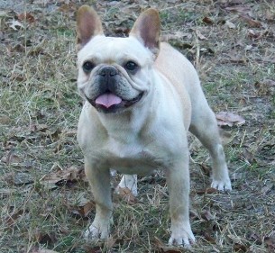 French Bulldogs - AKC French Bulldogs