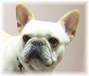 French Bulldogs - AKC French Bulldogs