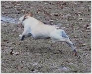 French Bulldogs - AKC French Bulldogs
