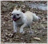 French Bulldogs - AKC French Bulldogs