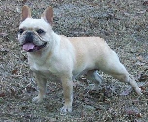 French Bulldogs - AKC French Bulldogs