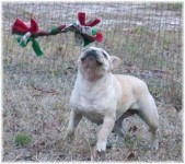 French Bulldogs - AKC French Bulldogs