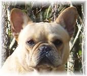 French Bulldogs - AKC French Bulldogs