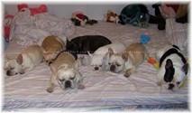French Bulldogs - AKC French Bulldogs