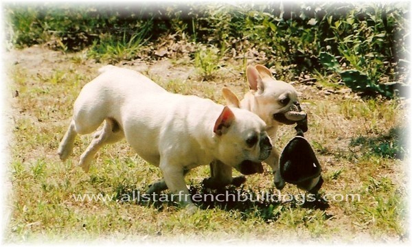 French Bulldog Puppies - French Bulldog Breeders - All Star French Bulldogs AKC