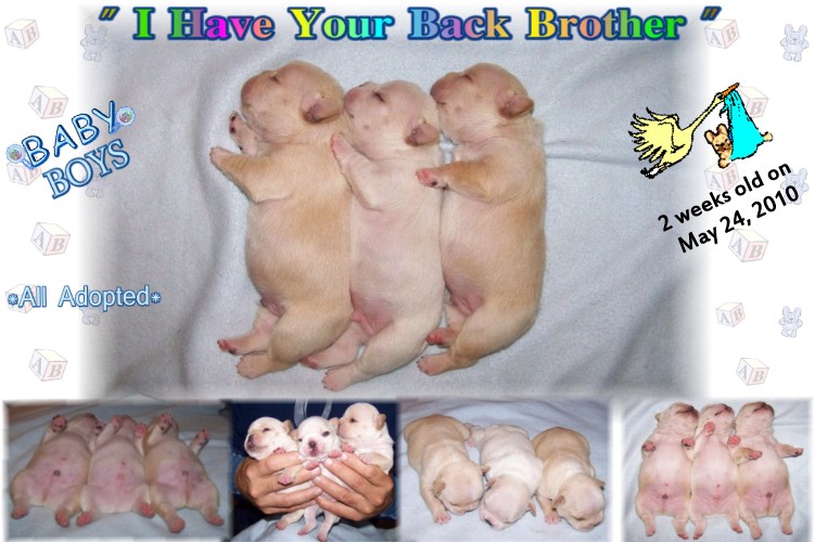 French Bulldog Puppies - French Bulldog Breeders - All Star French Bulldogs - AKC French Bulldogs