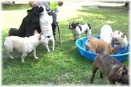French Bulldogs - AKC French Bulldogs