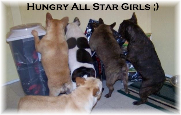 French Bulldog Puppies - French Bulldog Breeders - All Star French Bulldogs AKC