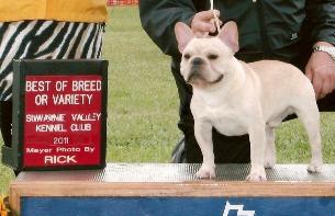 French Bulldog Puppies French Bulldog Breeders AKC Champion French 