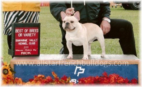 French Bulldog Puppies French Bulldog Breeders AKC Champion French 
