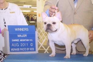 French Bulldog Puppies French Bulldog Breeders AKC Champion French 