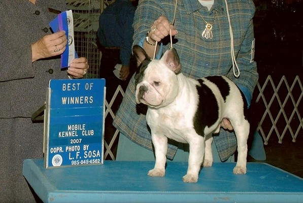 French Bulldog Standard
