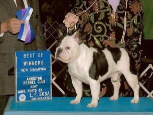 French Bulldogs - AKC French Bulldogs