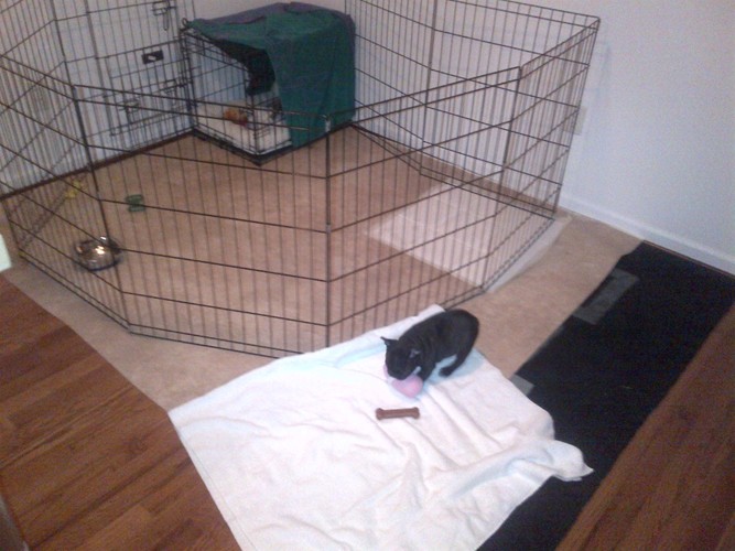 Crate Training your Puppy French Bulldogs Crate Training