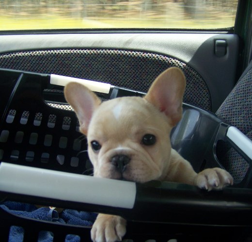 T-Bone Car Last Day Basket