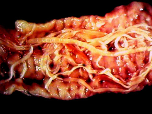 Photos of Tapeworm segments in dogs stool 