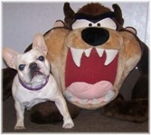 French Bulldogs - AKC French Bulldogs