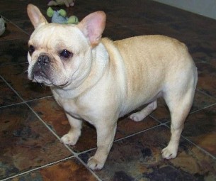 French Bulldogs - AKC French Bulldogs