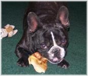 French Bulldogs - AKC French Bulldogs