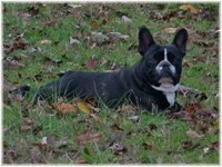 French Bulldogs - AKC French Bulldogs