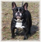 French Bulldogs - AKC French Bulldogs