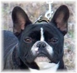 French Bulldogs - AKC French Bulldogs