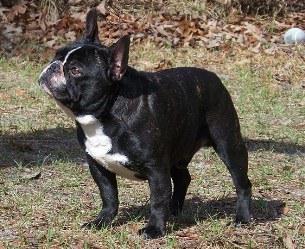 French Bulldogs - AKC French Bulldogs