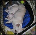 French Bulldog Puppies - French Bulldog Breeders - All Star French Bulldogs AKC