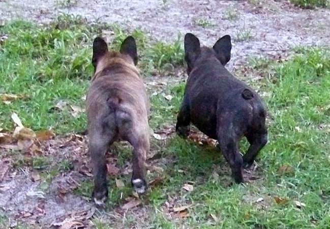 French Bulldog Butts - Do French Bulldogs have tails?